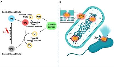 Photonics-based treatments: Mechanisms and applications in oral infectious diseases